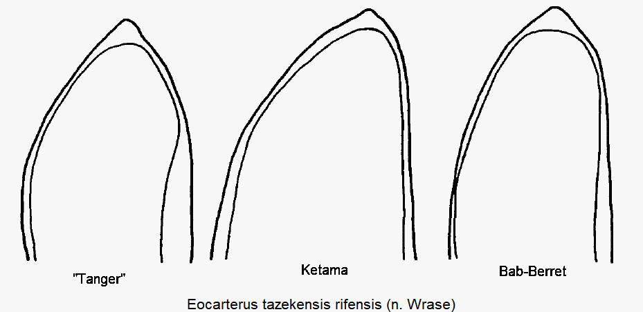 EOCARTERUS RIFENSIS