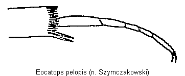 EOCATOPS PELOPIS