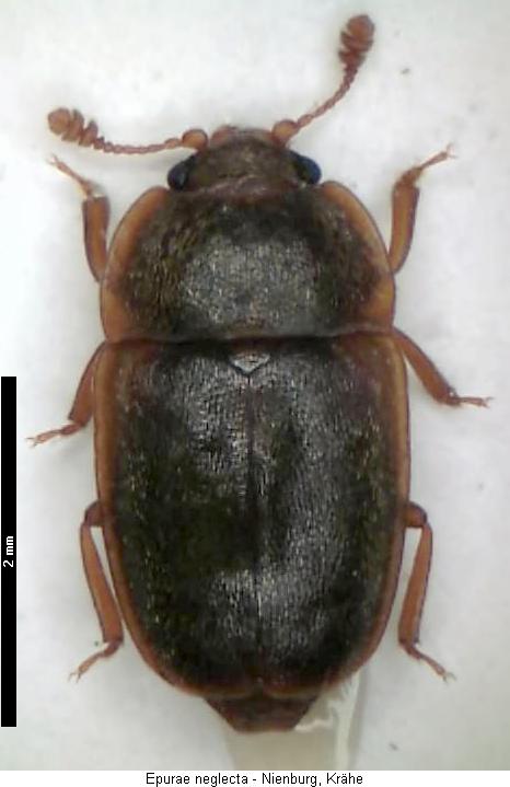 EPURAE NEGLECTA