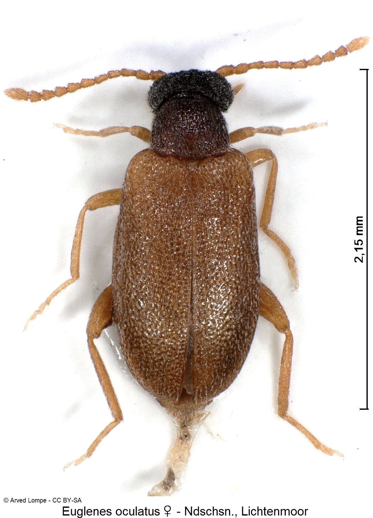 EUGLENES OCULATUS