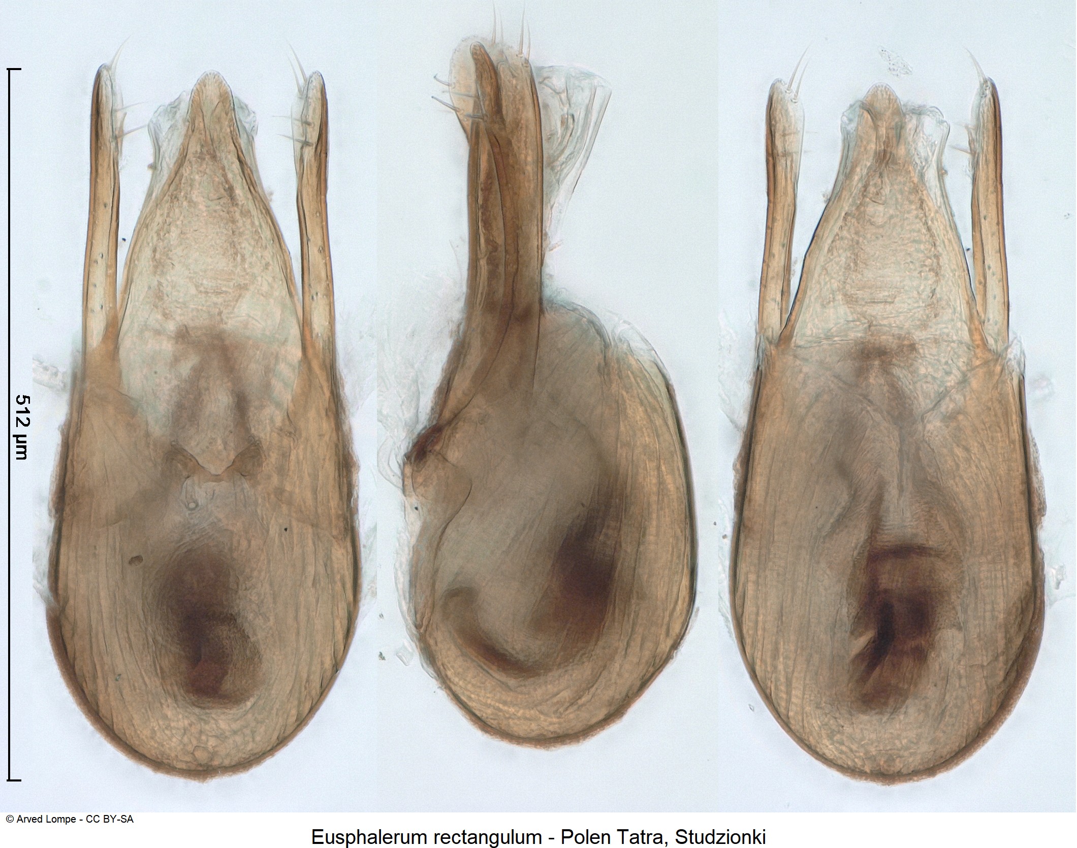 EUSPHALERUM RECTANGULUM-1