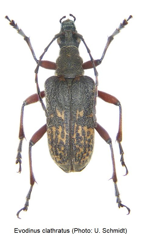 EVODINUS CLATHRATUS