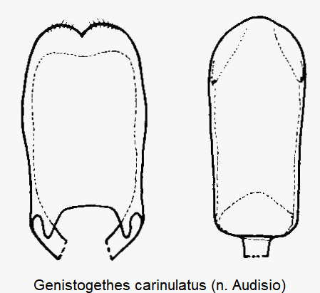 GENISTOGETHES CARINULATUS
