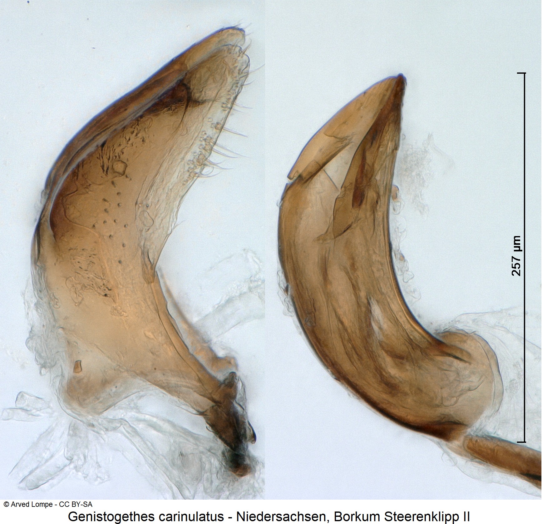 GENISTOGETHES CARINULATUS