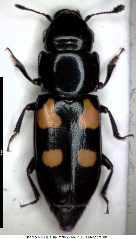 GLISCHROCHILUS QUADRIPUNCTATUS