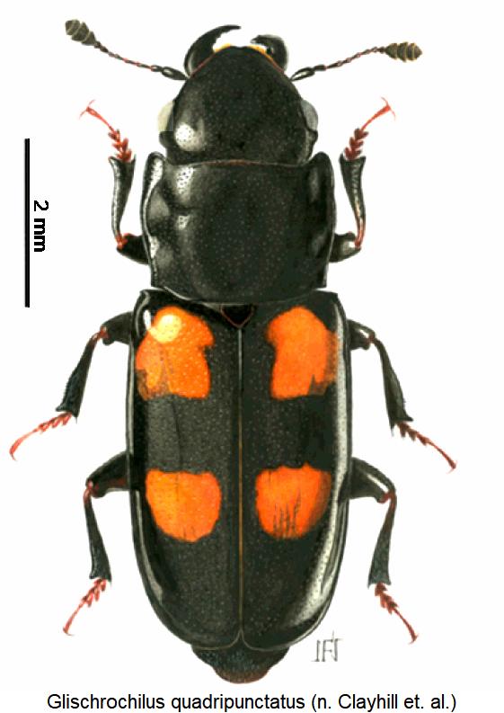 GLISCHROCHILUS QUADRIPUNCTATUS