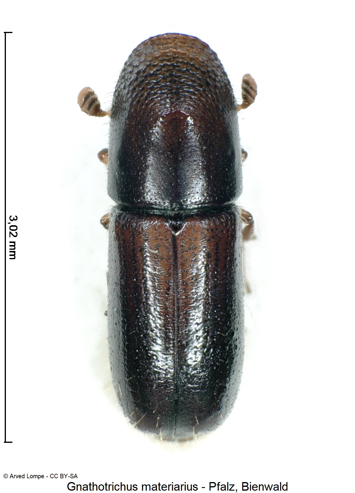 GNATHOTRICHUS MATERIARIUS