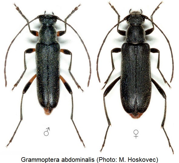 GRAMMOPTERA ABDOMINALIS