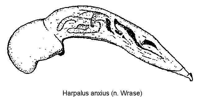 HARPALUS ANXIUS