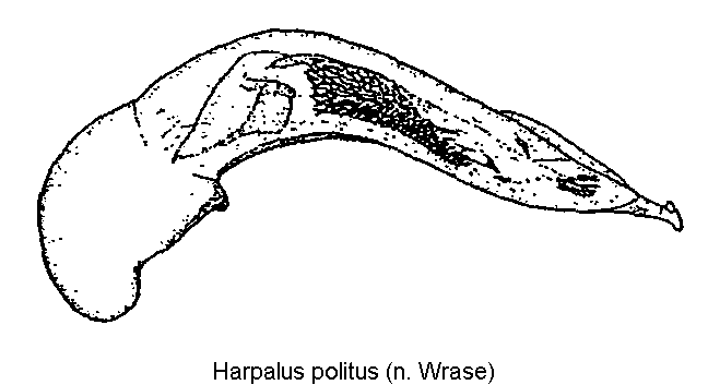 HARPALUS POLITUS
