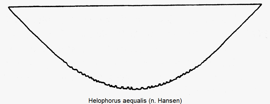 HELOPHORUS AEQUALIS