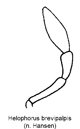 HELOPHORUS BREVIPALPIS