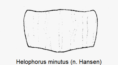 HELOPHORUS MINUTUS