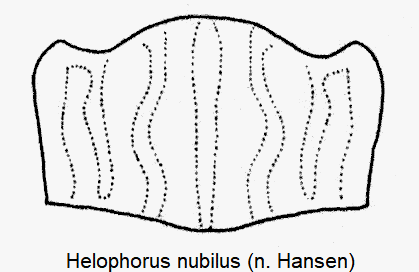 HELOPHORUS NUBILUS