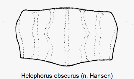 HELOPHORUS OBSCURUS
