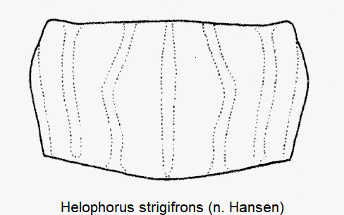 HELOPHORUS STRIGIFRONS