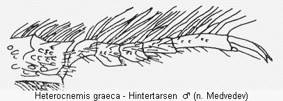 HETEROCNEMIS GRAECA