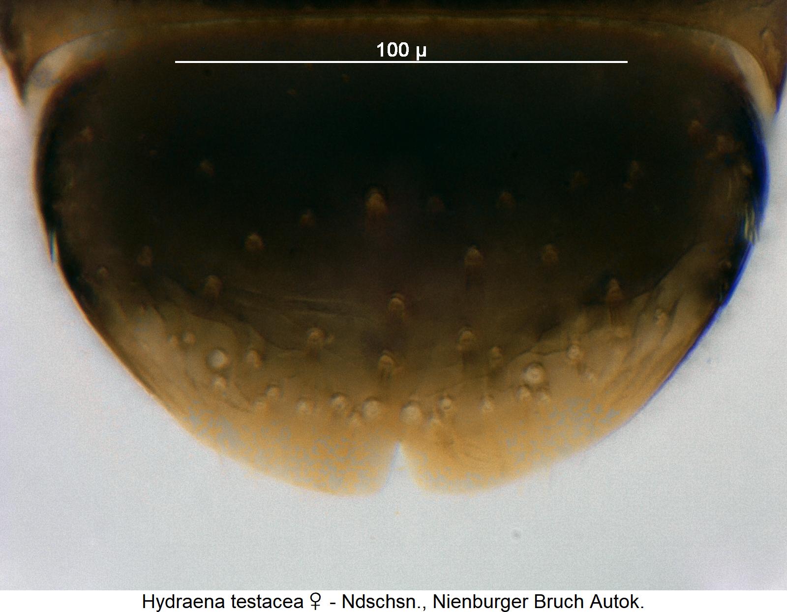 HYDRAENA TESTACEA