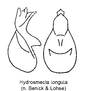 HYDROSMECTA LONGULA