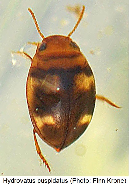 HYDROVATUS CUSPIDATUS