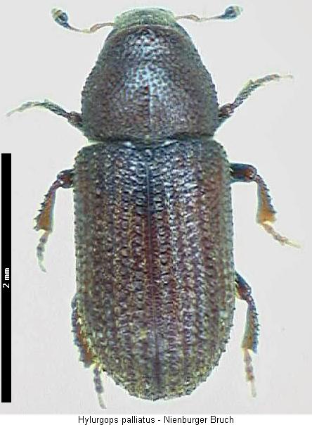 HYLURGOPS PALLIATUS