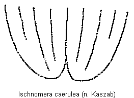 ISCHNOMERA CAERULEA