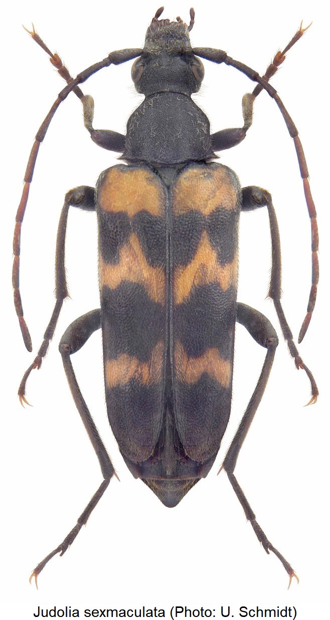 JUDOLIA SEXMACULATA