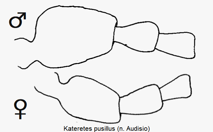 KATERETES PUSILLUS