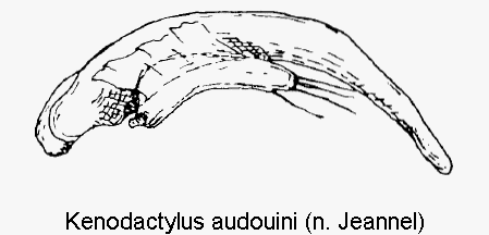 KENODACTYLUS AUDOUINI