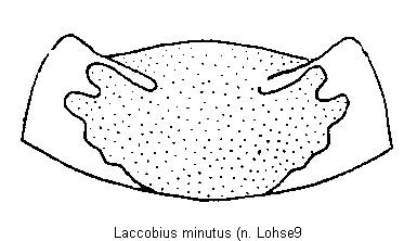LACCOBIUS MINUTUS