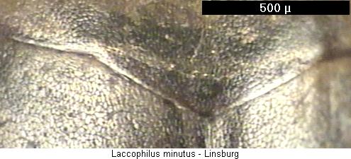 LACCOPHILUS MINUTUS