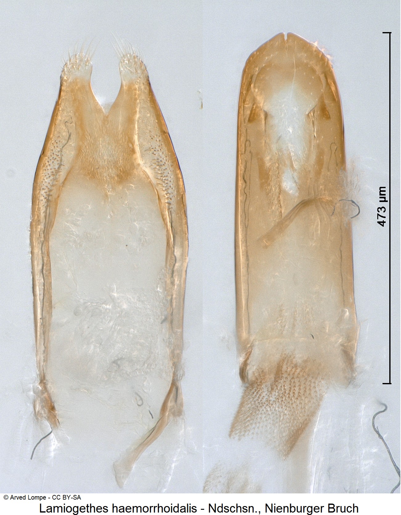 LAMIOGETHES HAEMORRHOIDALIS