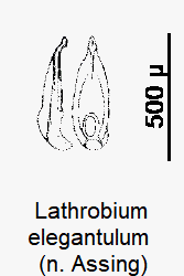 LATHROBIUM ELEGANTULUM