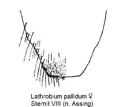 LATHROBIUM PALLIDUM