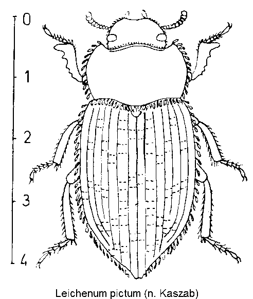 LEICHENUM PICTUM