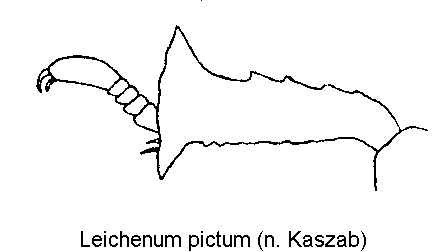LEICHENUM PICTUM