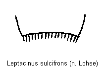 LEPTACINUS SULCIFRONS