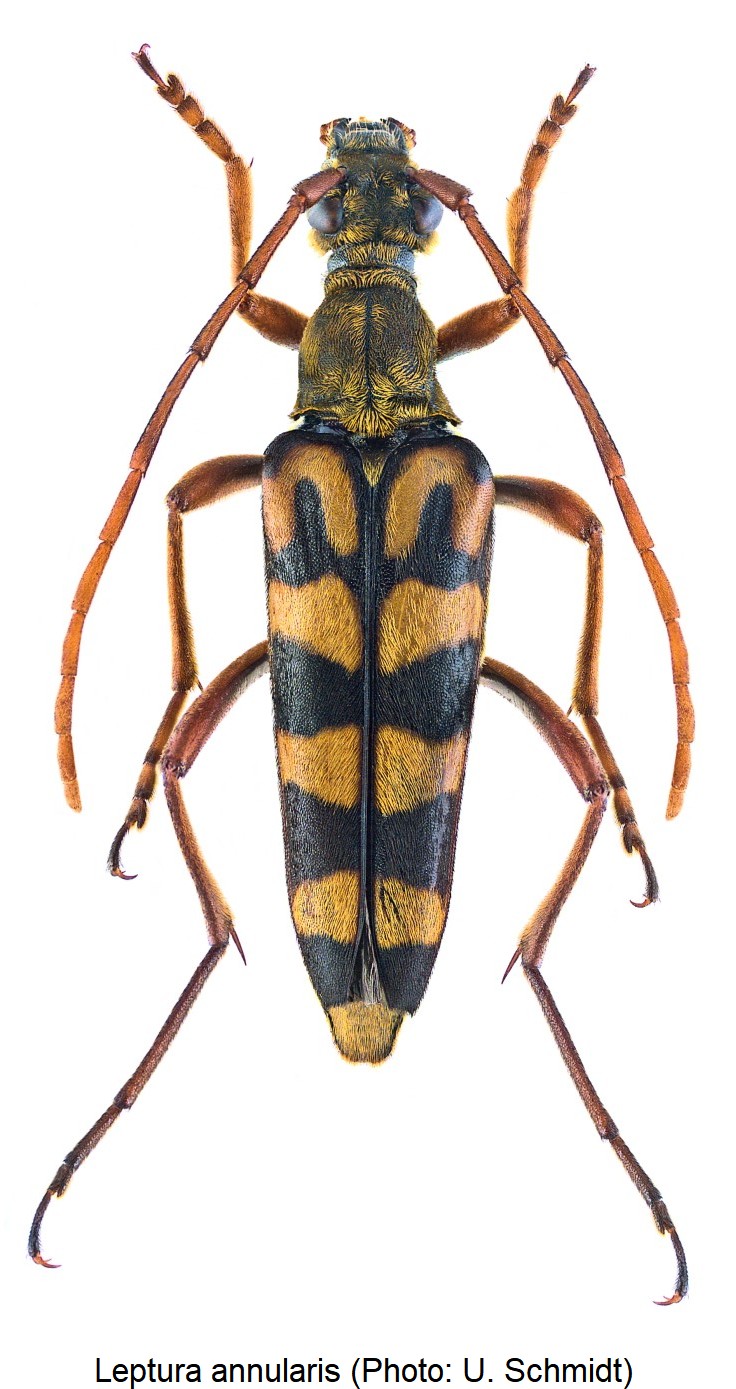 LEPTURA ANNULARIS