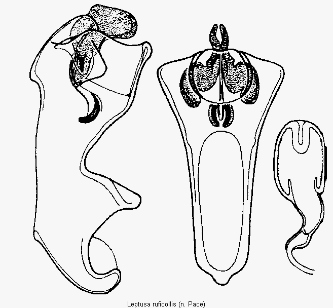 LEPTUSA RUFICOLLIS