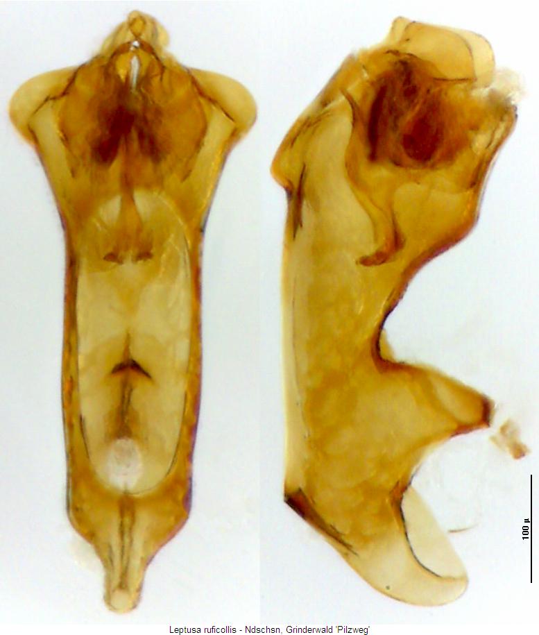 LEPTUSA RUFICOLLIS