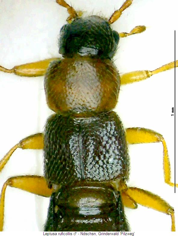LEPTUSA RUFICOLLIS