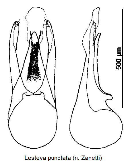 LESTEVA PUNCTATA