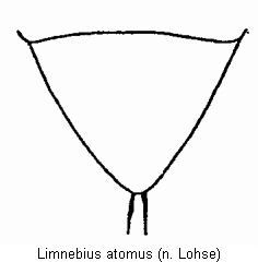 LIMNEBIUS ATOMUS