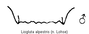 LIOGLUTA ALPESTRIS