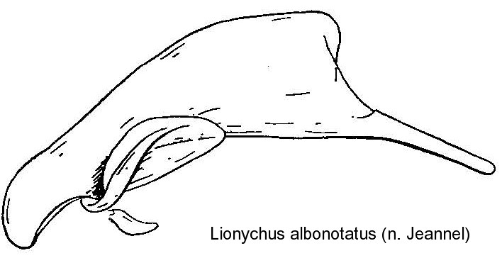 LIONYCHUS ALBONOTATUS