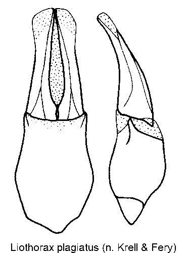 LIOTHORAX PLAGIATUS