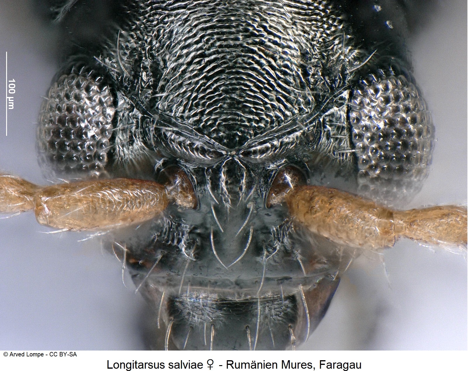 LONGITARSUS SALVIAE