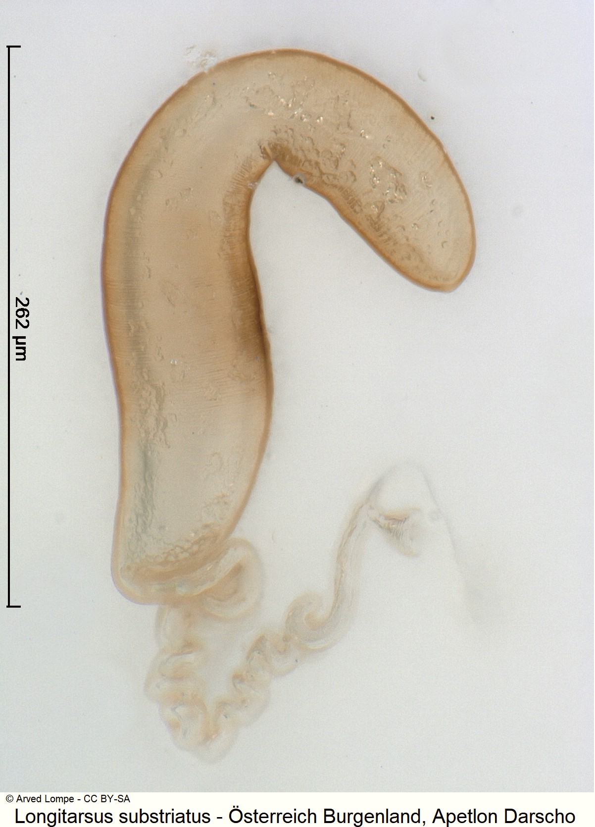 LONGITARSUS SUBSTRIATUS