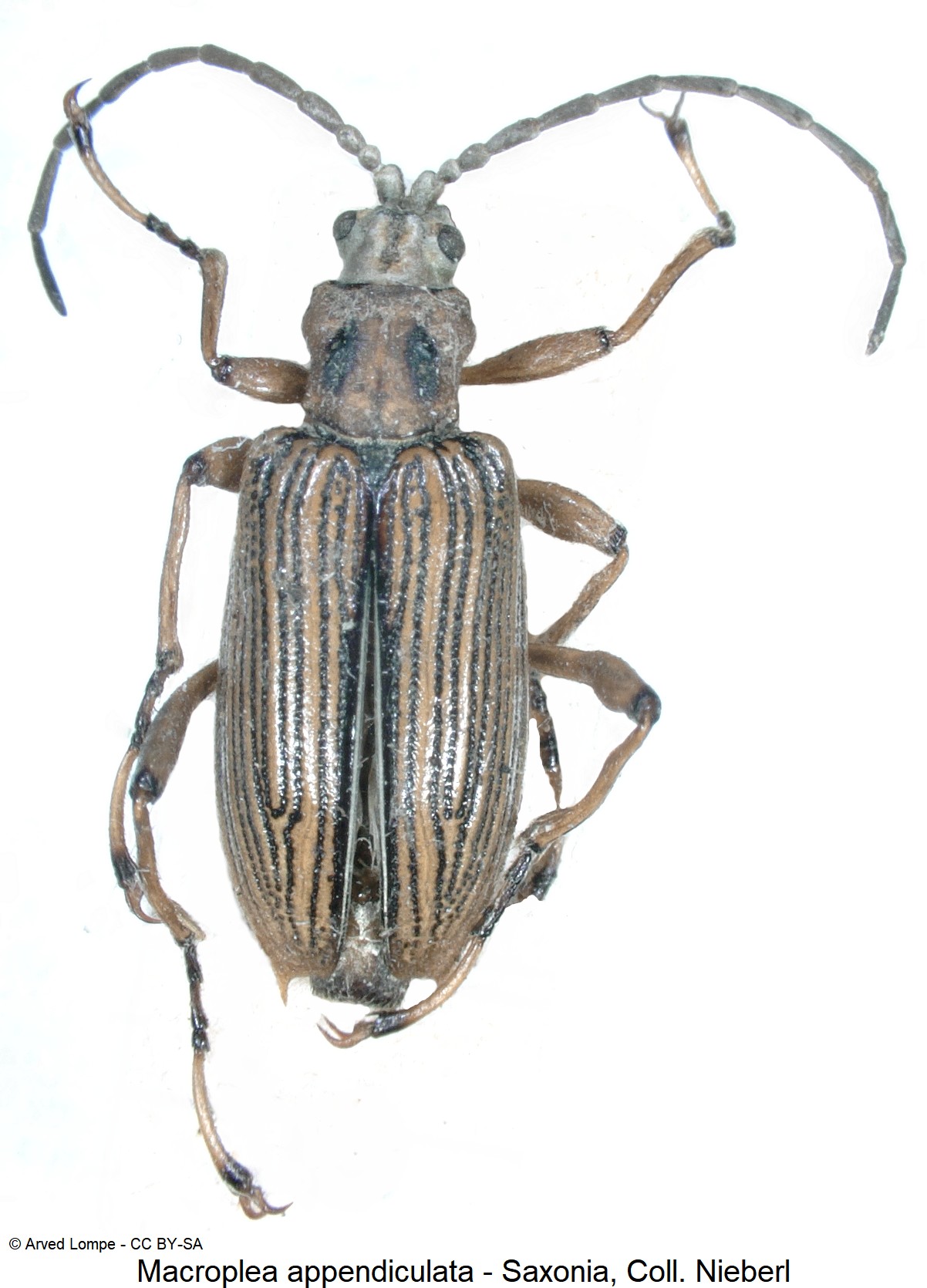 MACROPLEA APPENDICULATA