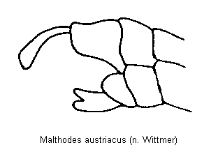 MALTHODES AUSTRIACUS